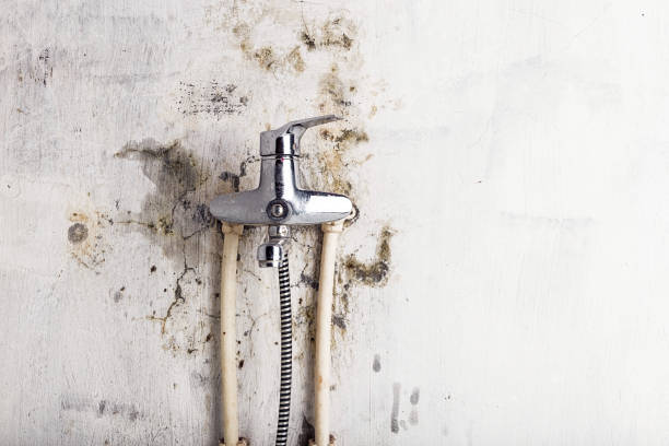 Best Black Mold Removal  in Fayette, IA