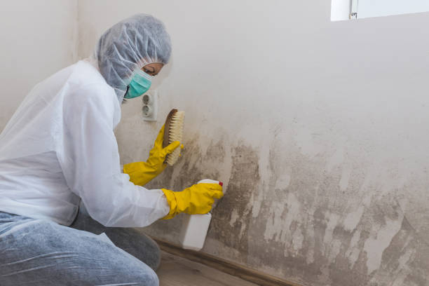 Certified Mold Removal in Fayette, IA