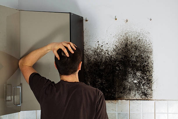 Best Black Mold Removal  in Fayette, IA